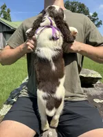 Franklin, a male English Springer Spaniel for sale in Corinth, MS – 2 of 4