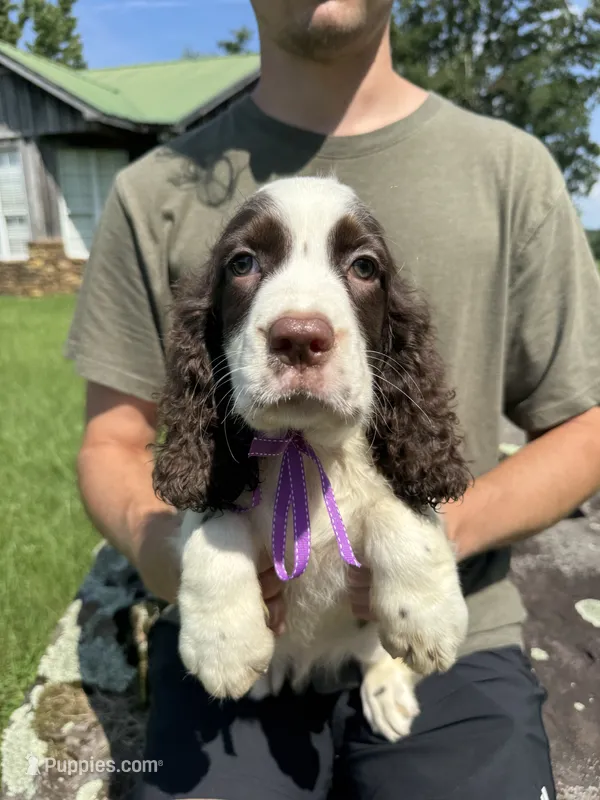 Franklin – English Springer Spaniel puppy for sale in Corinth, MS