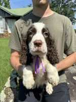 Franklin, a male English Springer Spaniel for sale in Corinth, MS – 1 of 4
