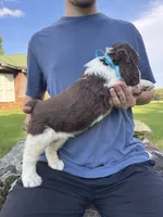 Finn, a male English Springer Spaniel for sale in Corinth, MS – 2 of 4