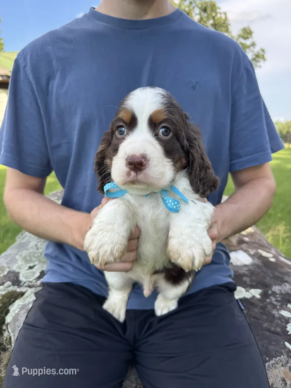 Finn – English Springer Spaniel puppy for sale in Corinth, MS
