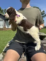 Franklin, a male English Springer Spaniel for sale in Corinth, MS – 3 of 4