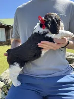Ethan, a male English Springer Spaniel for sale in Corinth, MS – Photo 2 of 4