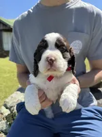 Ethan, a male English Springer Spaniel for sale in Corinth, MS – Photo 1 of 4
