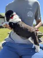 Ethan, a male English Springer Spaniel for sale in Corinth, MS – Photo 3 of 4