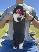 Ethan, a male English Springer Spaniel for sale in Corinth, MS – Photo 4 of 4