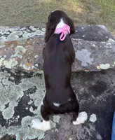Heather, a female English Springer Spaniel for sale in Corinth, MS – 4 of 4