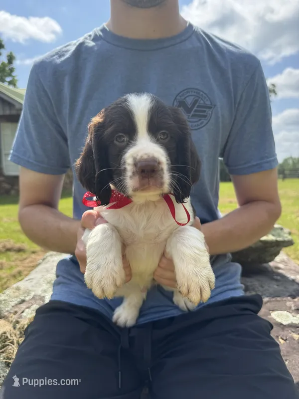 Griffin – English Springer Spaniel puppy for sale in Corinth, MS