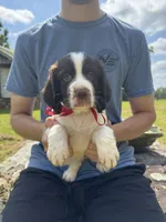 Griffin, a male English Springer Spaniel for sale in Corinth, MS – 1 of 4