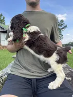 Fred, a male English Springer Spaniel for sale in Corinth, MS – 3 of 4
