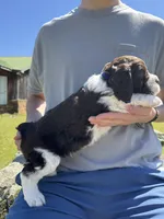 Eli , a male English Springer Spaniel for sale in Corinth, MS – Photo 2 of 4