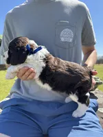 Eli , a male English Springer Spaniel for sale in Corinth, MS – Photo 3 of 4