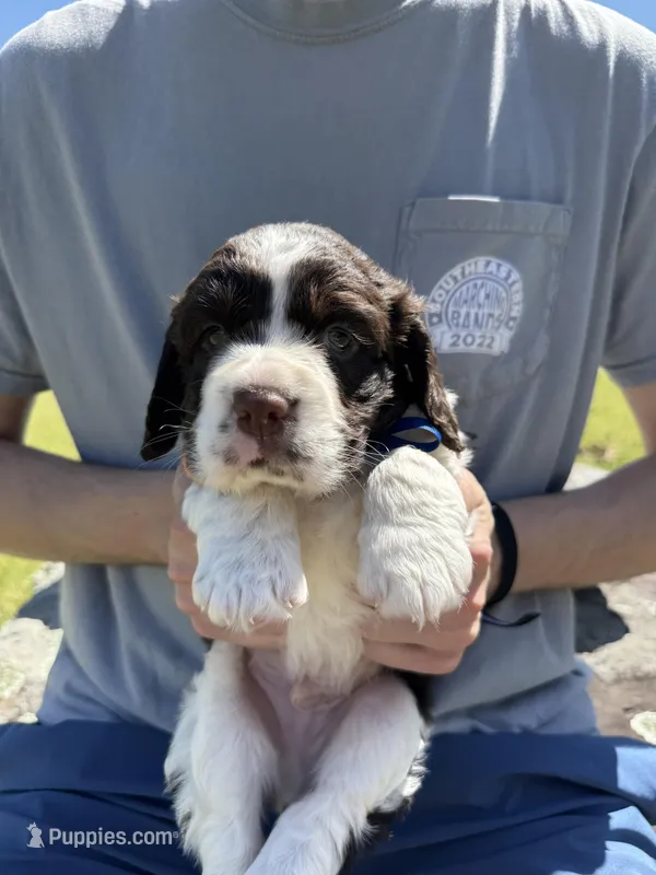 Eli  – English Springer Spaniel puppy for sale in Corinth, MS