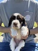 Eli , a male English Springer Spaniel for sale in Corinth, MS – Photo 1 of 4