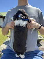 Eli , a male English Springer Spaniel for sale in Corinth, MS – Photo 4 of 4