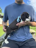 Harry, a male English Springer Spaniel for sale in Corinth, MS – 2 of 4