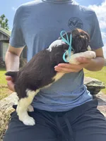 Gwen Hold, a female English Springer Spaniel for sale in Corinth, MS – 2 of 4