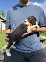 Henry, a male English Springer Spaniel for sale in Corinth, MS – 2 of 4