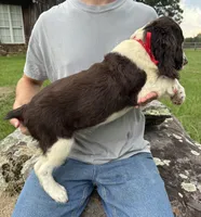 Griffin, a male English Springer Spaniel for sale in Corinth, MS – 2 of 4