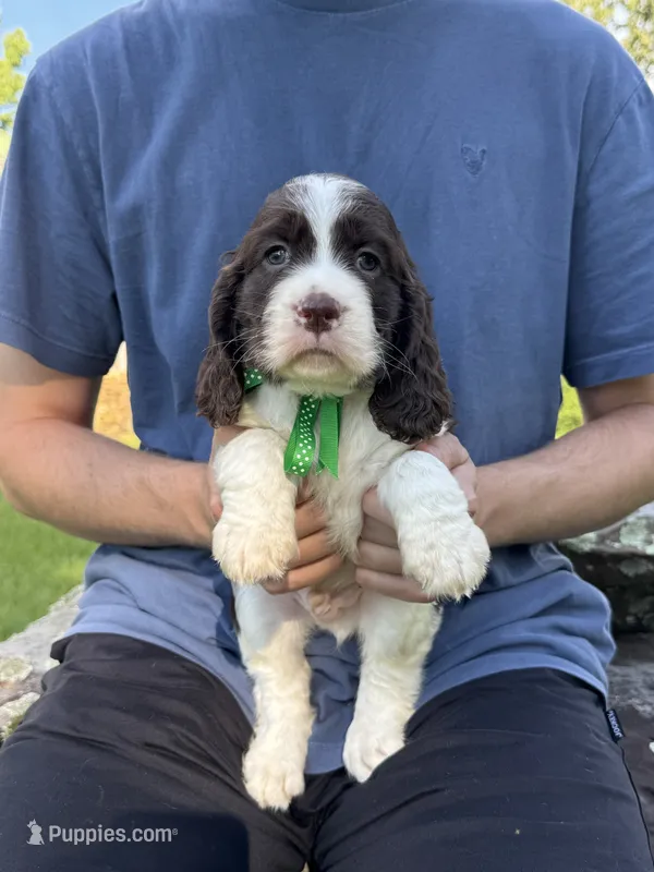 Fred – English Springer Spaniel puppy for sale in Corinth, MS
