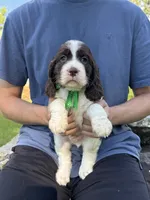 Fred, a male English Springer Spaniel for sale in Corinth, MS – 1 of 4