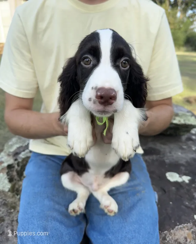 Hank – English Springer Spaniel puppy for sale in Corinth, MS