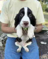 Hank, a male English Springer Spaniel for sale in Corinth, MS – 1 of 4