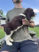 Fred, a male English Springer Spaniel for sale in Corinth, MS – 2 of 4