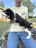 Hank, a male English Springer Spaniel for sale in Corinth, MS – 3 of 4