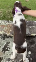 Franklin, a male English Springer Spaniel for sale in Corinth, MS – 4 of 4