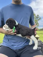 Hank, a male English Springer Spaniel for sale in Corinth, MS – 3 of 4