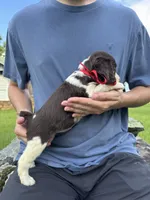 Holly, a female English Springer Spaniel for sale in Corinth, MS – 2 of 4