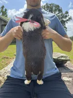 Grace Hold, a female English Springer Spaniel for sale in Corinth, MS – 4 of 4