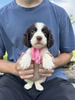 Heather, a female English Springer Spaniel for sale in Corinth, MS – 1 of 4