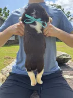 Gwen Hold, a female English Springer Spaniel for sale in Corinth, MS – 4 of 4
