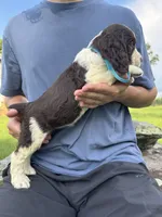 Hallie, a female English Springer Spaniel for sale in Corinth, MS – 2 of 4