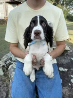 Harry, a male English Springer Spaniel for sale in Corinth, MS – 1 of 4