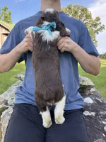 Finn, a male English Springer Spaniel for sale in Corinth, MS – 4 of 4