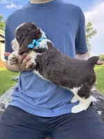 Finn, a male English Springer Spaniel for sale in Corinth, MS – 3 of 4