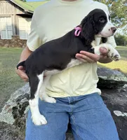 Heather, a female English Springer Spaniel for sale in Corinth, MS – 2 of 4