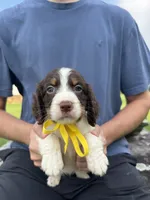 Hannah, a female English Springer Spaniel for sale in Corinth, MS – 1 of 4
