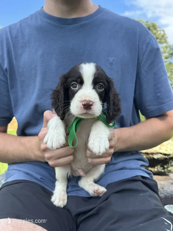 Hank – English Springer Spaniel puppy for sale in Corinth, MS