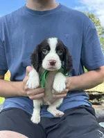 Hank, a male English Springer Spaniel for sale in Corinth, MS – 1 of 4