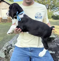 Harry, a male English Springer Spaniel for sale in Corinth, MS – 3 of 4