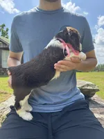 Grace Hold, a female English Springer Spaniel for sale in Corinth, MS – 2 of 4
