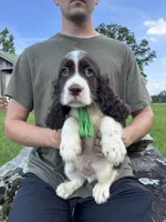 Fred, a male English Springer Spaniel for sale in Corinth, MS – 1 of 4