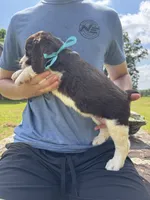 Gwen Hold, a female English Springer Spaniel for sale in Corinth, MS – 3 of 4