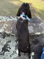 Harry, a male English Springer Spaniel for sale in Corinth, MS – 4 of 4