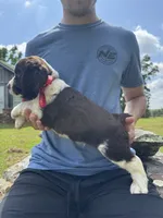 Griffin, a male English Springer Spaniel for sale in Corinth, MS – 3 of 4
