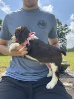 Grace Hold, a female English Springer Spaniel for sale in Corinth, MS – 3 of 4